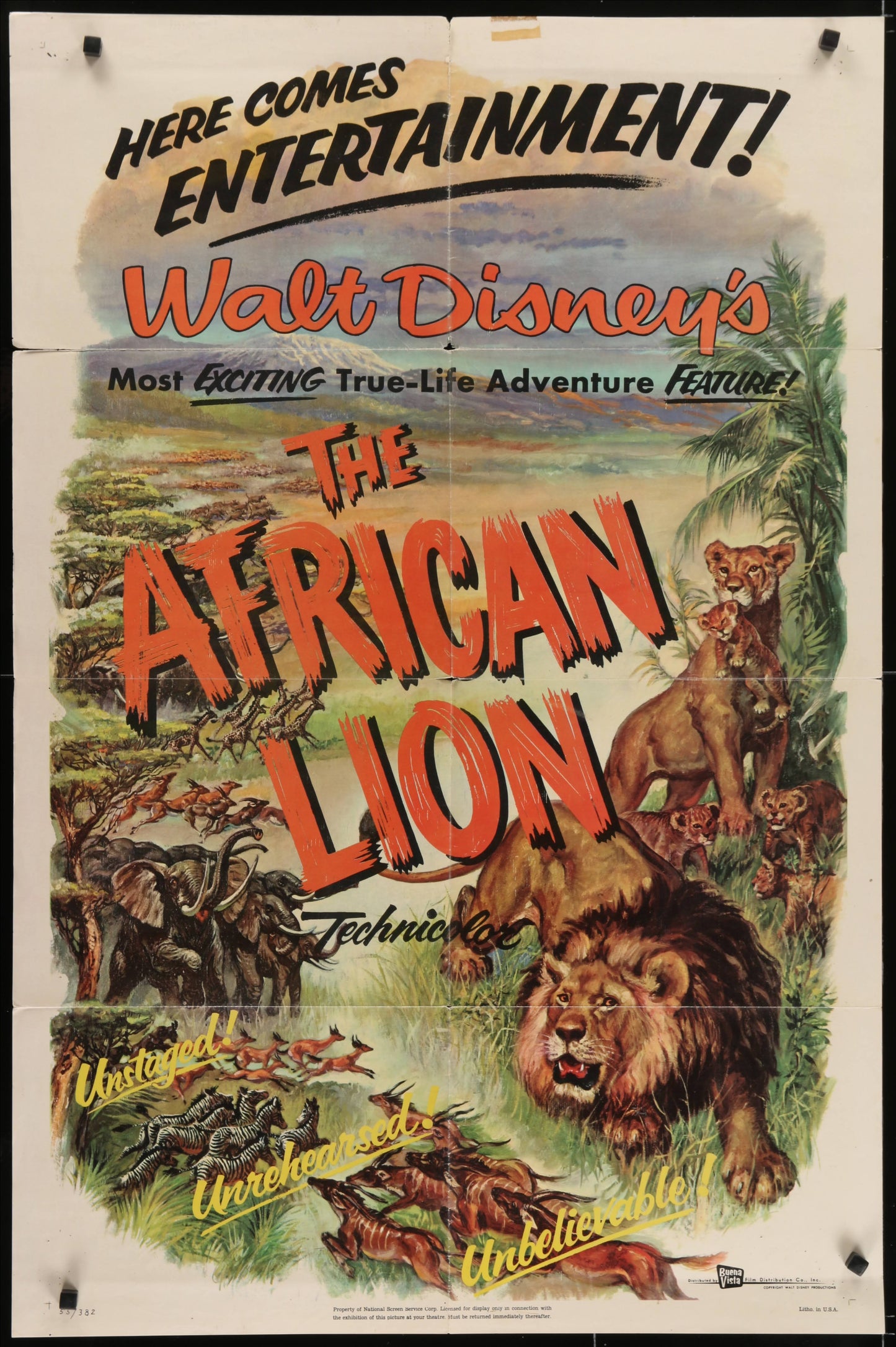 Walt Disney's The African Lion US One Sheet (1955) - ORIGINAL RELEASE - posterpalace.com